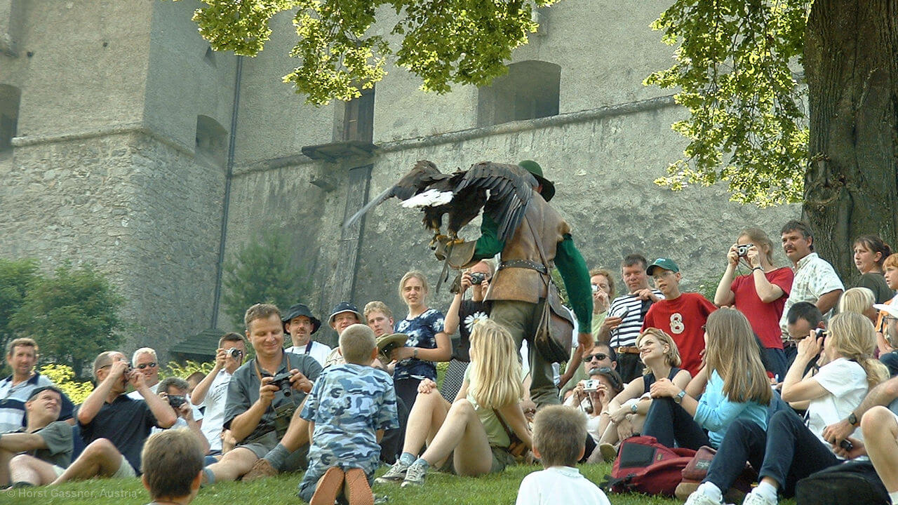 Burg Hohenwerfen, Greifvogelschau