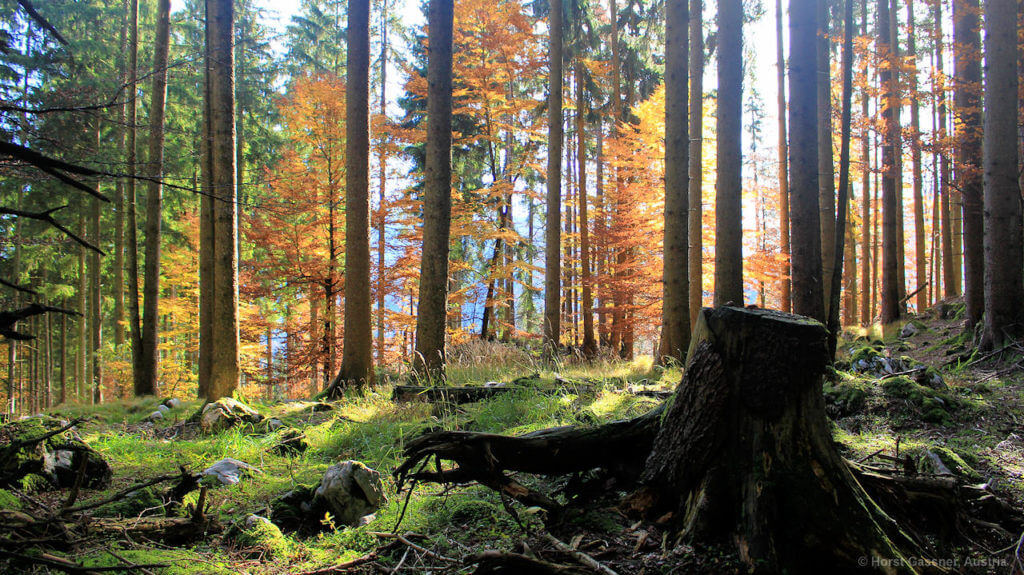 Wanderung auf den Ellmaustein bei Fuschl, märchenhaft schöner Wald