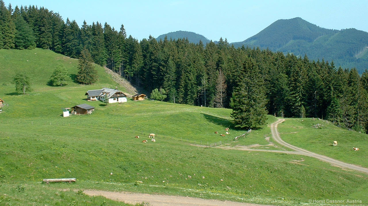Mittereggalm