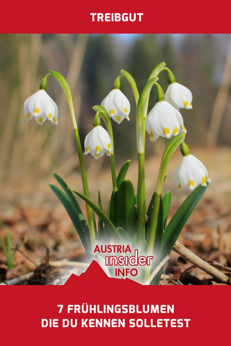 32+ Fruehlingsblumen bilder und namen , 7 Frühlingsblumen die du kennen solltest Austria Insiderinfo