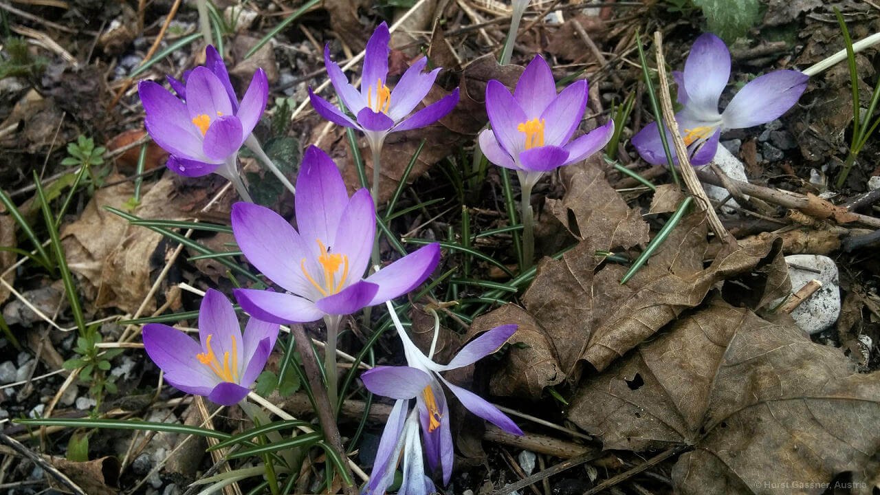 Frühlings-Krokus - eine von 7 Frühlingsblumen die du kennen solltest Frühlings-Krokus