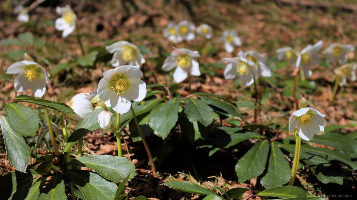 Schneerose - eine von 7 Frühlingsblumen die du kennen solltest Eine der ersten Frühlingsblumen - die Schneerose