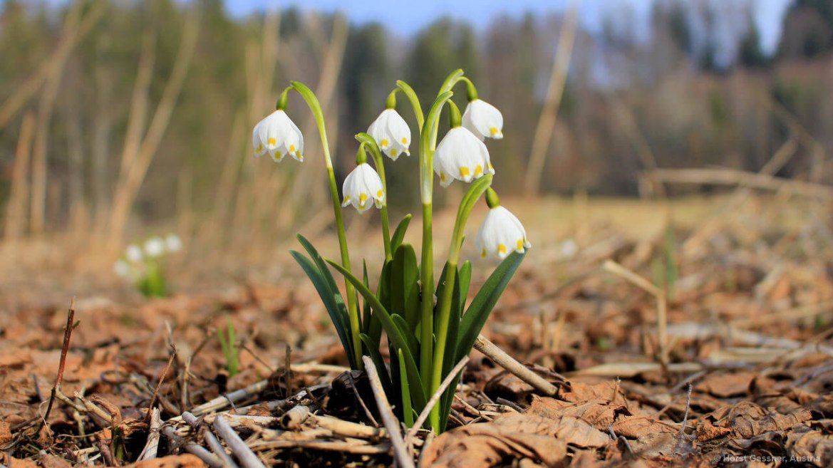 Frühlingsknotenblume oder Märzenbecher - eine von 7 Frühlingsblumen die du kennen solltest Frühlingsknotenblume oder Märzenbecher