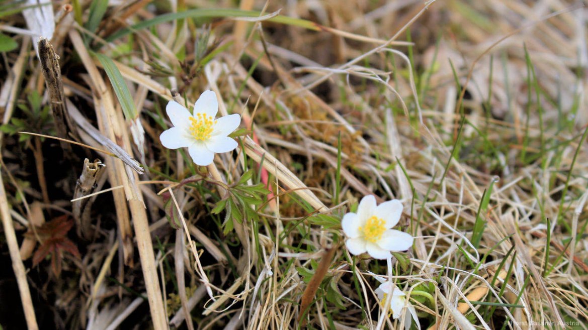 Buschwindröschen - eine von 7 Frühlingsblumen die du kennen solltest Buschwindröschen