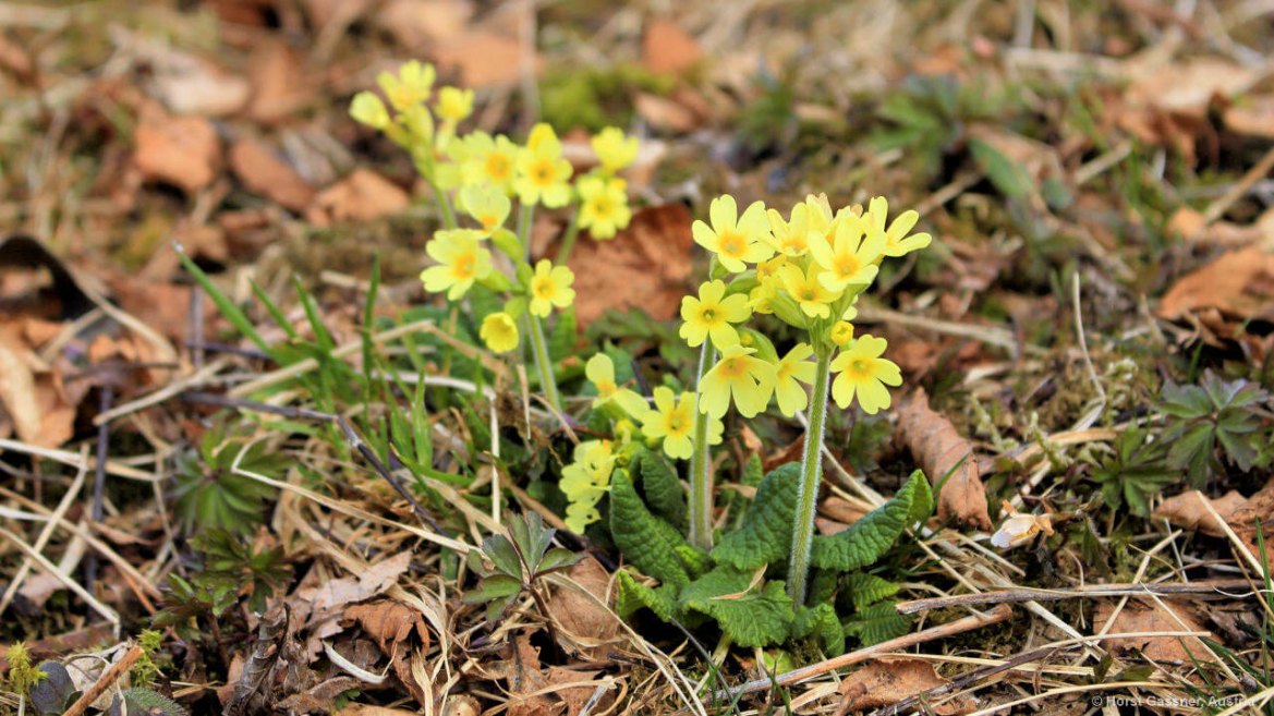 Wald-Schlüsselblume - eine von 7 Frühlingsblumen die du kennen solltest Wald-Schlüsselblume