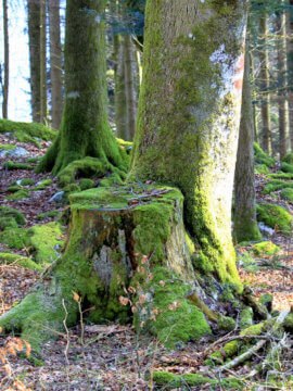 Baum mit Markierung - hier geht es nach rechts weiter Baum mit Markierung - hier geht es nach rechts weiter