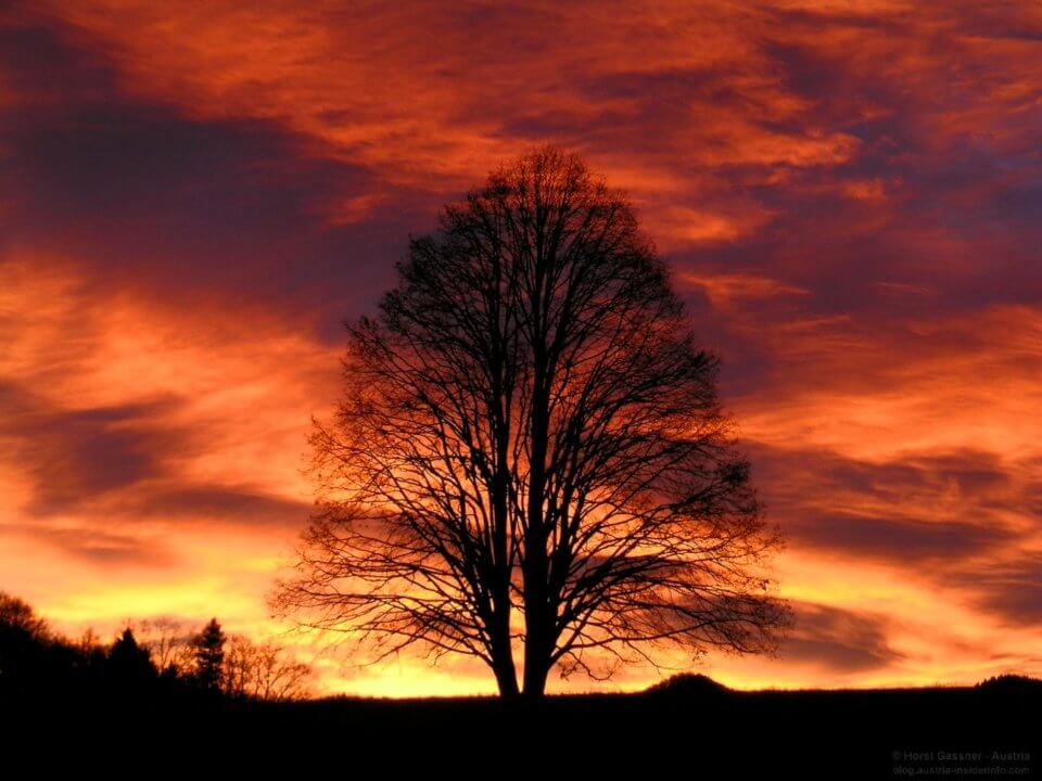 Tag des Waldes - Baum des Jahres