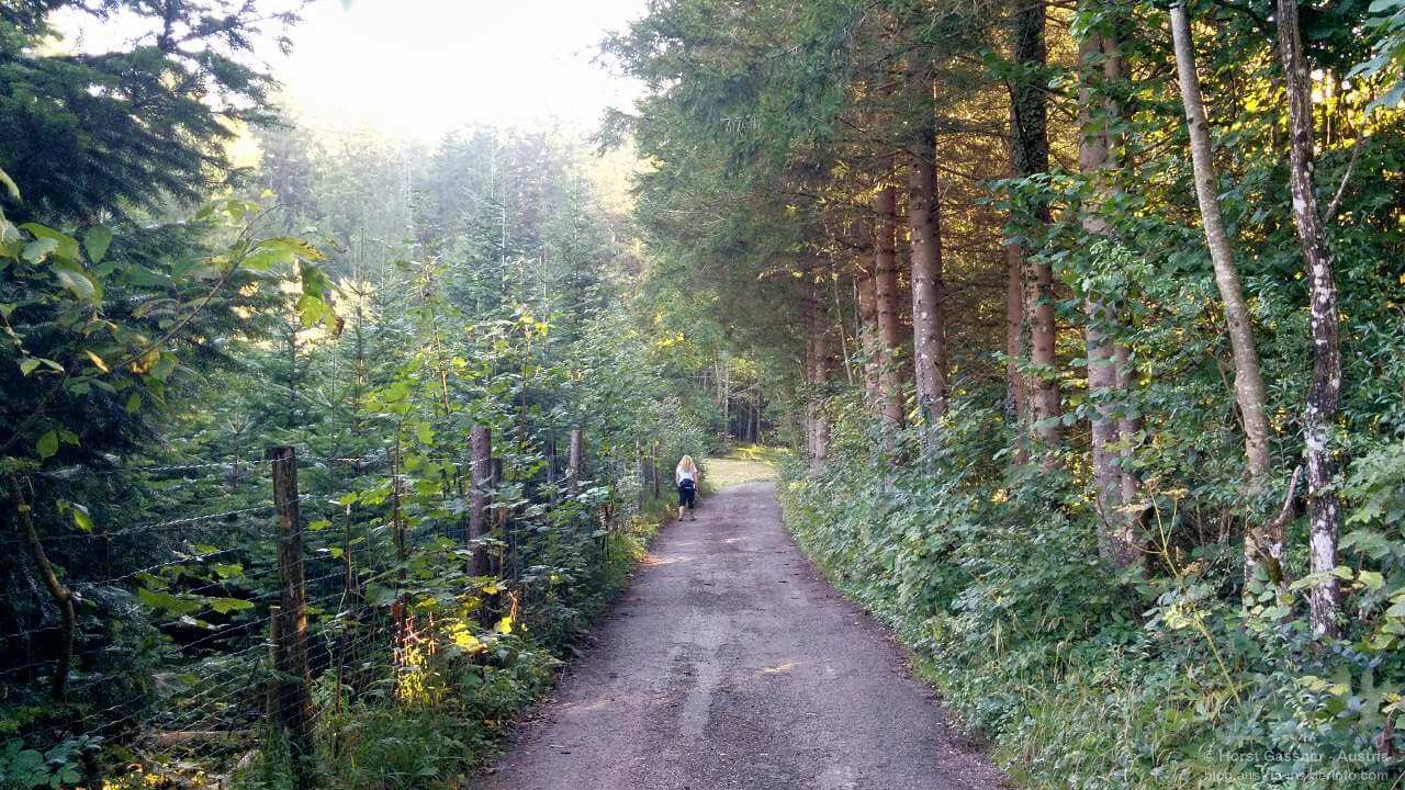 Waldbaden - Shinrin Yoku