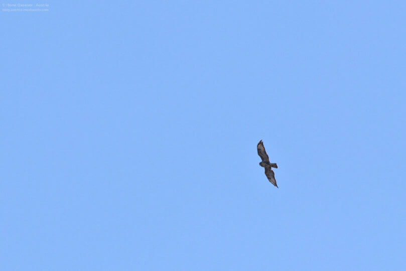 Mäusebussard