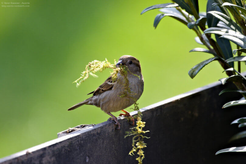 Vogel bestimmen - Spatz / Weibchen