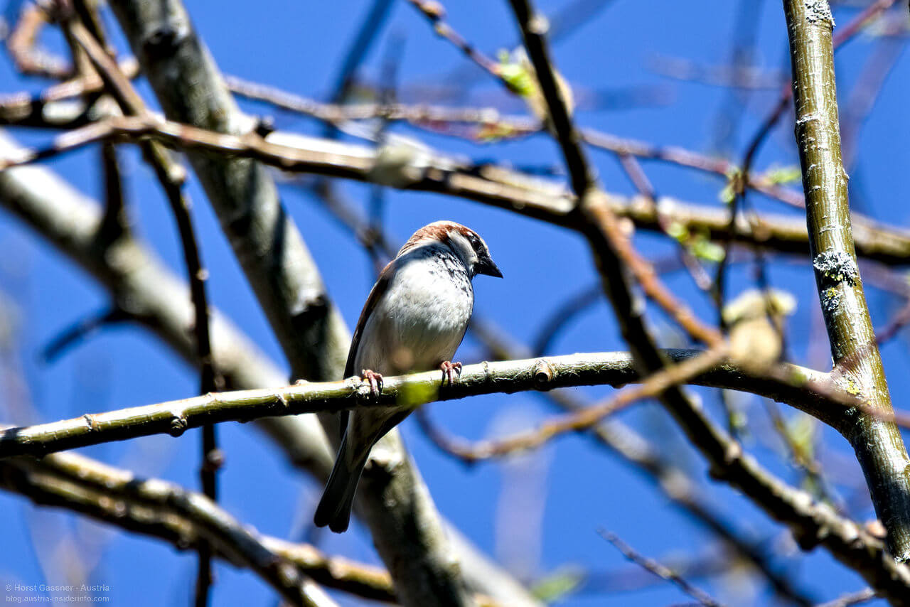 Vogel bestimmen - Spatz / Sperling