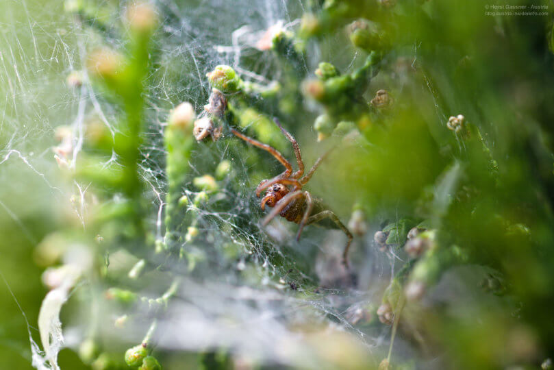 Faszinierende Spinne in der Thujenhecke
