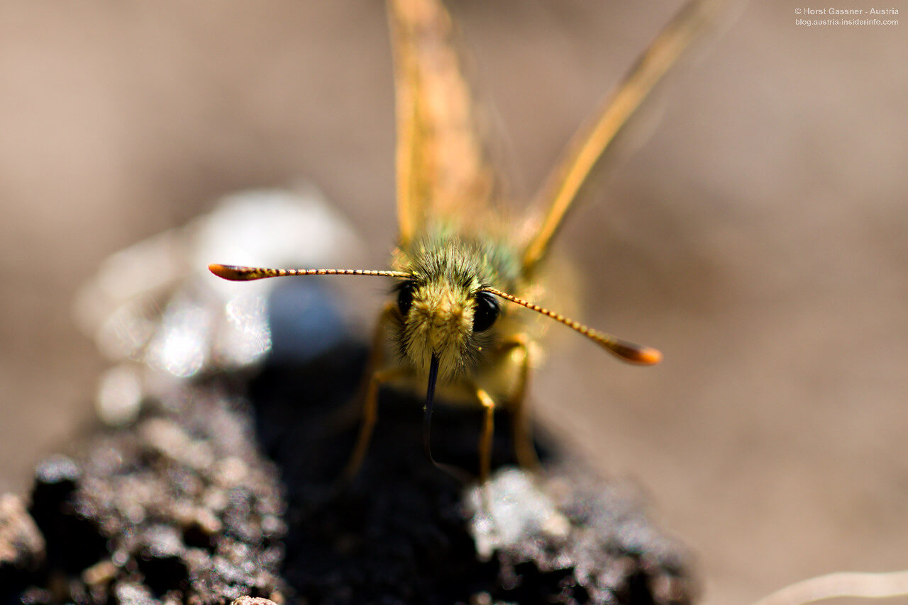 Schmetterling - Face to Face -  Nahaufnahme mit Makro-Objektiv Canon EF 100mm