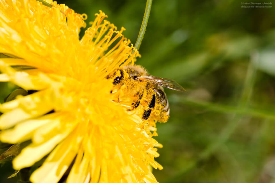 Canon EF 100mm Marco F/2.8 - geniale Schärfentiefe und Bokeh: Duschen wäre gefragt - Biene mit Pollen