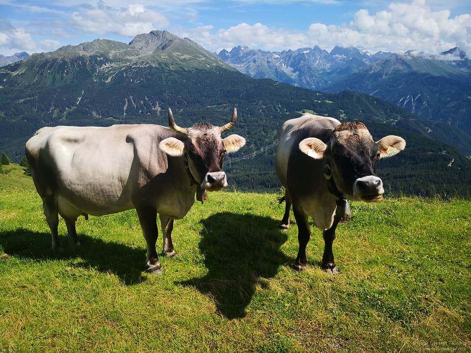Klimakrise - nicht alle Kühe sind glücklich