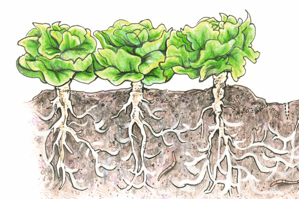 Salat und Salatwurzeln - Illustration aus den Boden-Handbuch